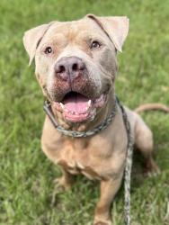 Shelter Stray Male Dog last seen CHARLOTTE, 8315 Byrum Dr, Charlotte, NC 28217, USA