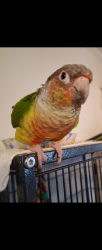Lost Unknown Bird last seen pass ct, Craig dr, hillcrest. in sugar hill, Sugar Hill, GA 30518