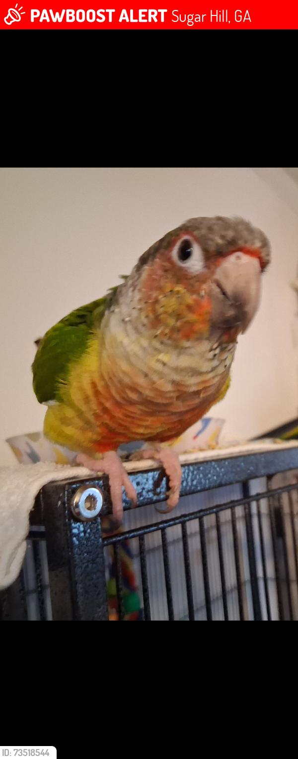 Lost Unknown Bird last seen pass ct, Craig dr, hillcrest. in sugar hill, Sugar Hill, GA 30518
