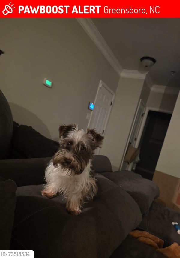 Lost Female Dog last seen Near crestwood dr, Greensboro, NC 27408