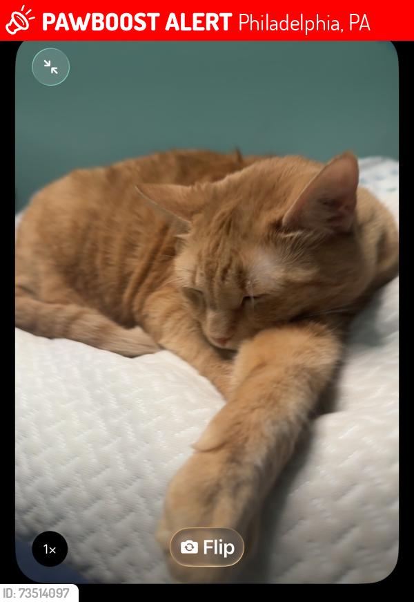 Lost Female Cat last seen Near Craig st, Philadelphia, PA 19136