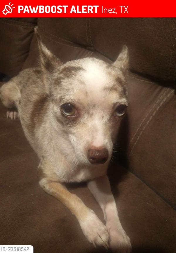 Lost Female Dog last seen Garcitas Creek Rd, Inez, TX 77968