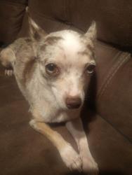 Lost Female Dog last seen Garcitas Creek Rd, Inez, TX 77968