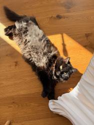 Reunited Male Cat last seen Turn onto kent Hatch road off of limpsfield high street then turn right onto brick kiln lane take the first right after the car park then lastly turn left into our road just before the speed bump, Surrey, England RH8 0QY