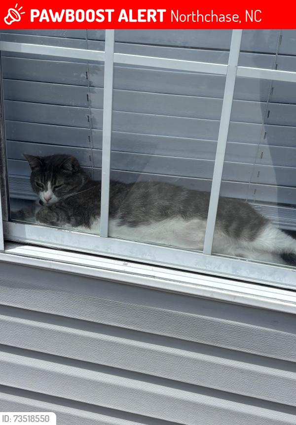 Lost Female Cat last seen College Road, Oak Valley Church, Northchase, NC 28405