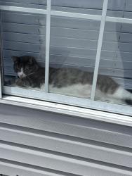 Lost Female Cat last seen College Road, Oak Valley Church, Northchase, NC 28405