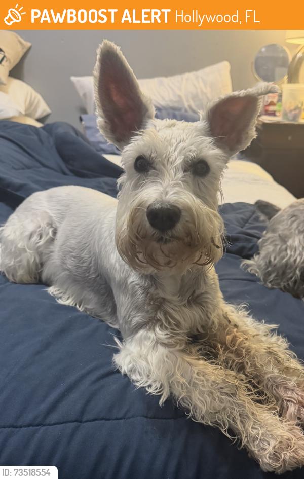 Found/Stray Male Dog last seen Johnson Street by the welcome to HOLLYWOOD sign, Hollywood, FL 33021