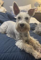 Found/Stray Male Dog last seen Johnson Street by the welcome to HOLLYWOOD sign, Hollywood, FL 33021