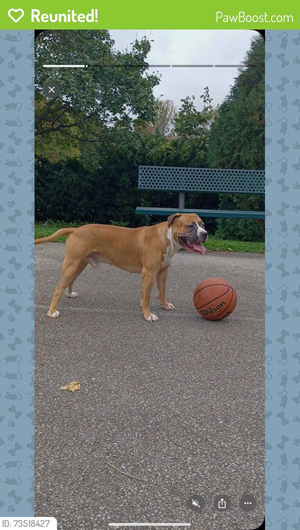 Reunited Male Dog last seen Near lynn st, Indianapolis, IN 46222
