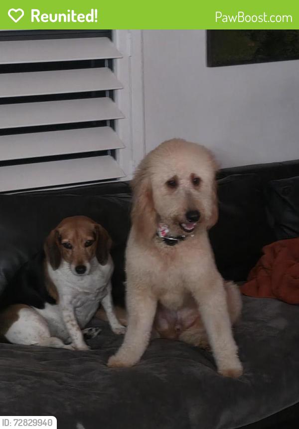 Reunited Female Dog last seen 7th and Greenbriar, Lake Park, FL 33403