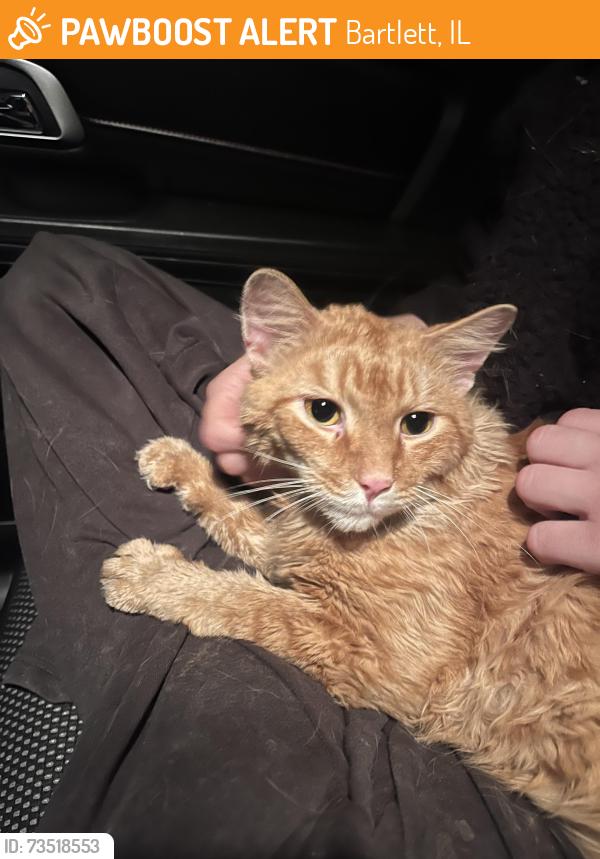 Found/Stray Male Cat last seen Bartlett Ave and Mungar rd, Bartlett, IL 60103