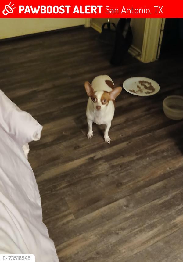 Lost Female Dog last seen Vista and hicks, San Antonio, TX 78210
