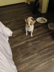 Lost Female Dog last seen Vista and hicks, San Antonio, TX 78210