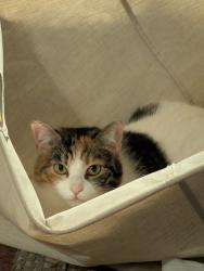 Lost Female Cat last seen Azalea Ave, Richmond, VA 23227