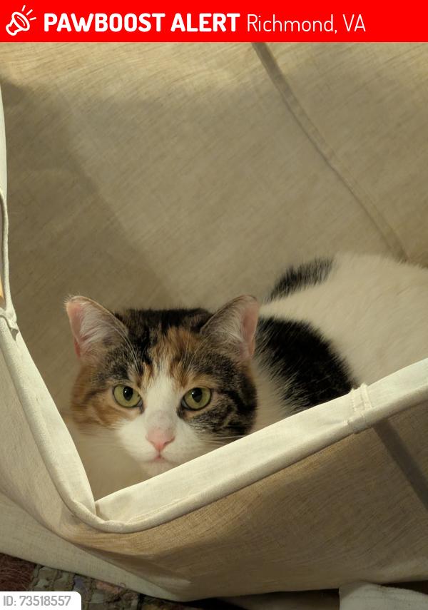 Lost Female Cat last seen Azalea Ave, Richmond, VA 23227