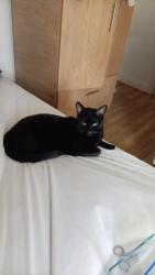 Reunited Male Cat last seen Near St Barnabas Road London E17 8JY., Greater London, England E17 8JY