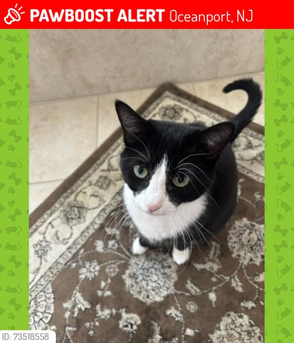 Lost Female Cat last seen Haskell Way Oceanport NJ, Oceanport, NJ 07757