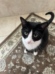 Lost Female Cat last seen Haskell Way Oceanport NJ, Oceanport, NJ 07757