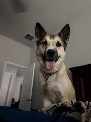 Lost Female Dog last seen cienna cove and topaz bend, San Antonio, TX 78222