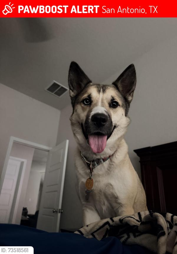 Lost Female Dog last seen cienna cove and topaz bend, San Antonio, TX 78222
