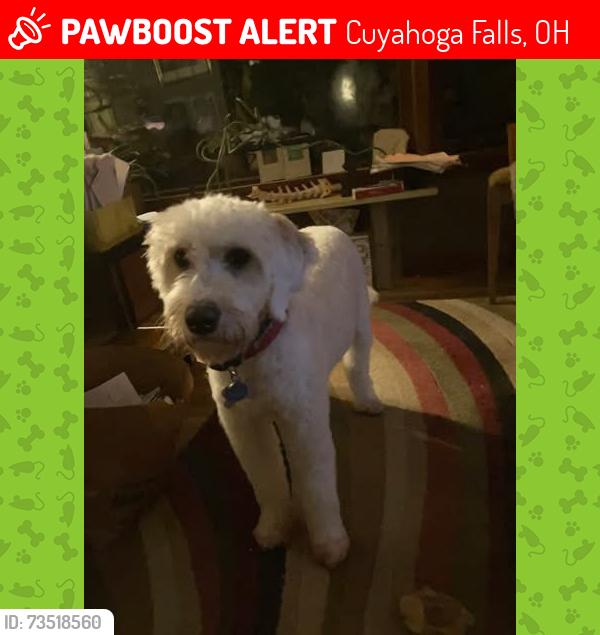 Lost Male Dog last seen State St & Quick Rd, Cuyahoga Falls, OH 44221