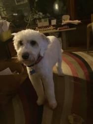Lost Male Dog last seen State St & Quick Rd, Cuyahoga Falls, OH 44221