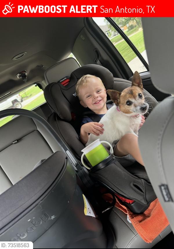 Lost Female Dog last seen Honeysuckle and 410, San Antonio, TX 78213