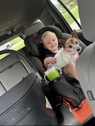 Lost Female Dog last seen Honeysuckle and 410, San Antonio, TX 78213