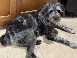 Reunited Male Dog last seen Windcrest Ct. & Willow Lake Dr., Pearland, TX 77581