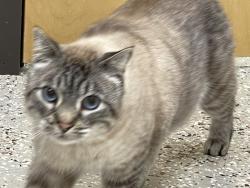 Lost Male Cat last seen Between Broward Blvd and Cypress, Plantation, FL 33317