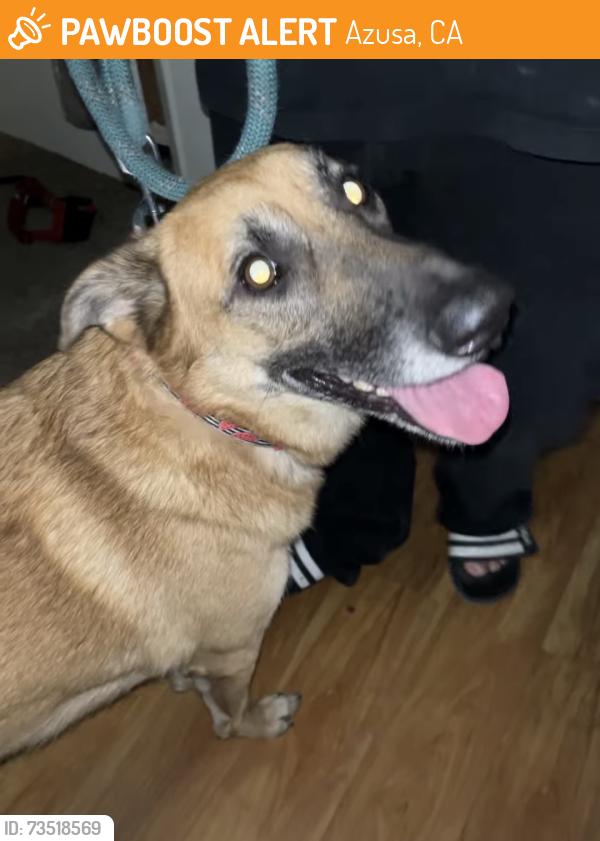 Found/Stray Female Dog last seen Woodcroft & Cerritos AZUSA CA, Azusa, CA 91702