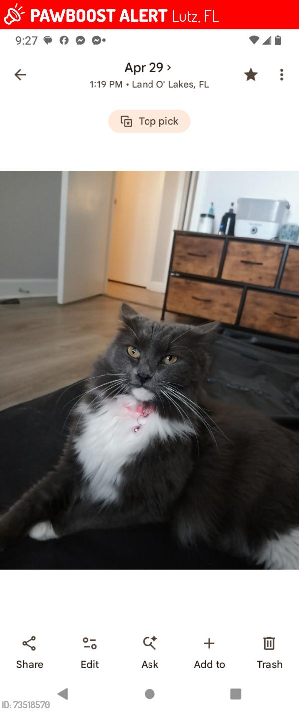 Lost Female Cat last seen Osprey Lane/Curlew CT, Lutz, FL 33549