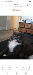Lost Female Cat last seen Osprey Lane/Curlew CT, Lutz, FL 33549
