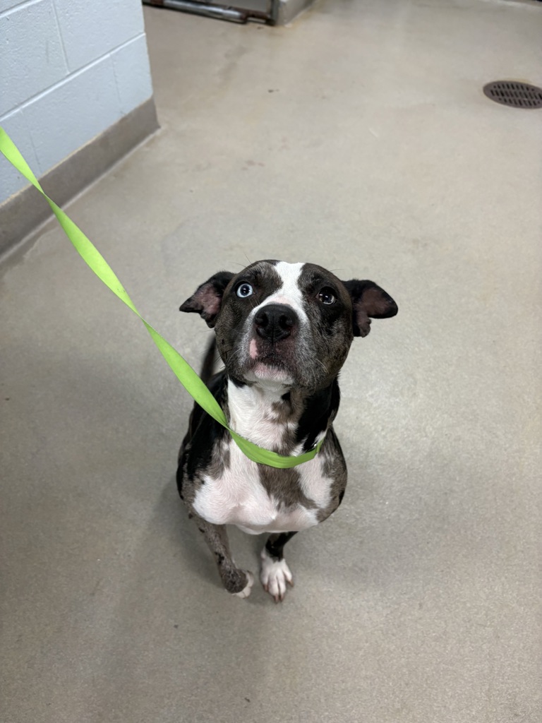 Shelter Stray Female Dog last seen MD, 411 Maxwell Frye Rd, Millersville, MD 21108, USA