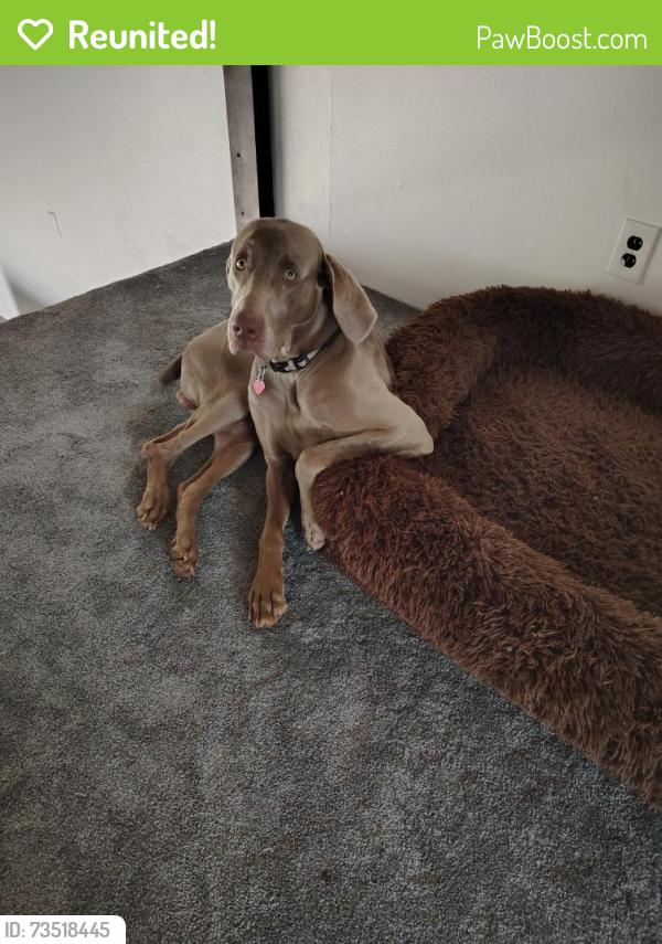 Reunited Male Dog last seen 168th Ave and Lake Michigan Drive, Grand Haven, MI 49417