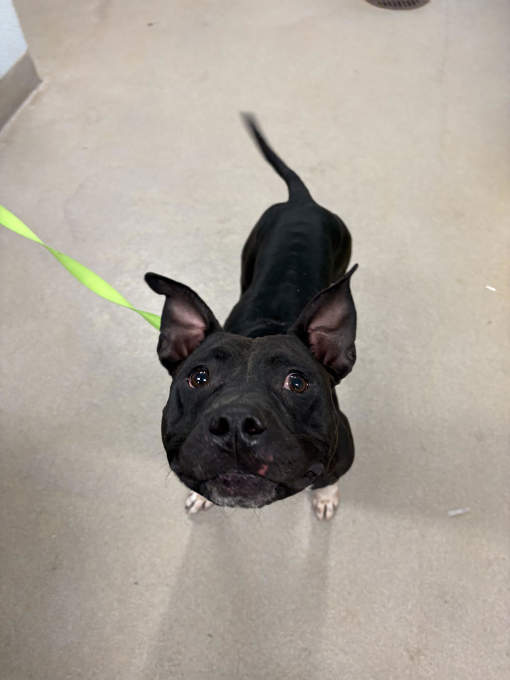 Shelter Stray Female Dog last seen Old Mill Road, MILLERSVILLE, MD, 21108, 411 Maxwell Frye Rd, Millersville, MD 21108, USA