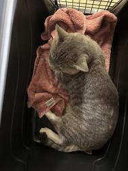 Shelter Stray Male Cat last seen Ivyridge Drive, CHESTER, VA, 23831, 9300 Public Works Rd, Chesterfield, VA 23832, USA