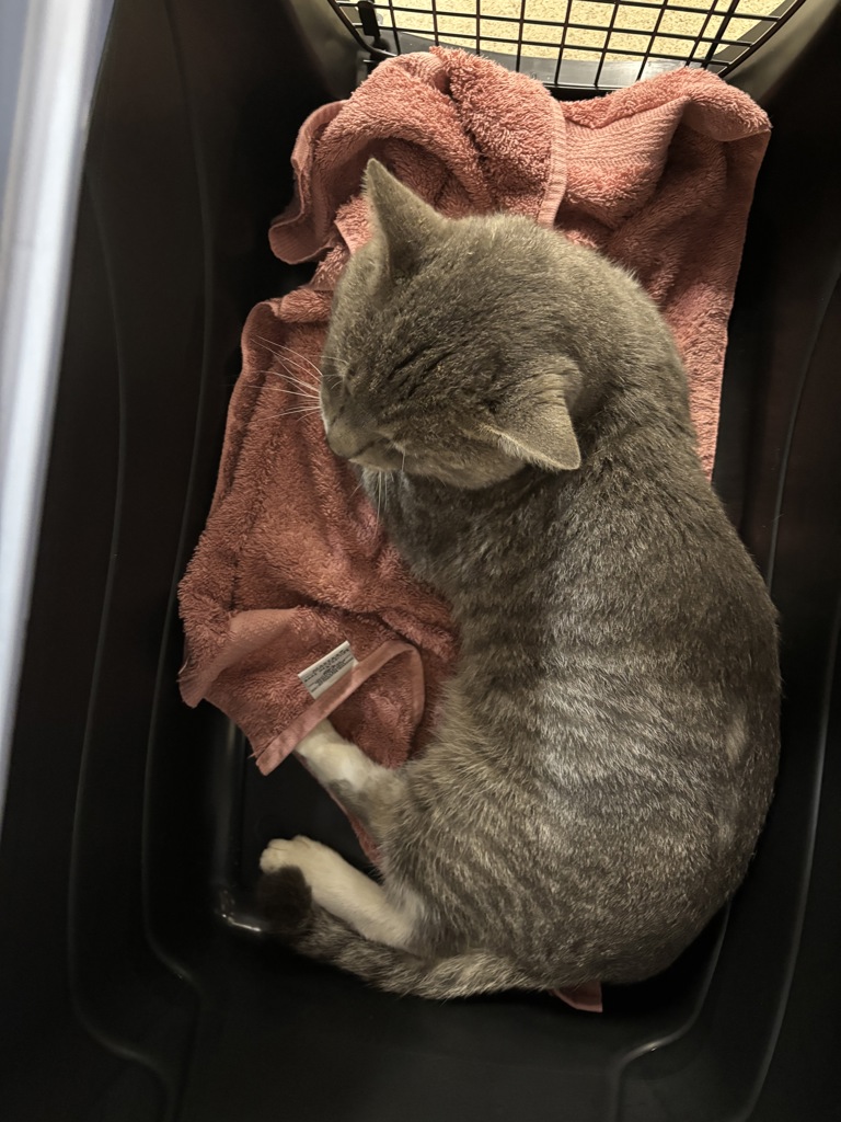 Shelter Stray Male Cat last seen Ivyridge Drive, CHESTER, VA, 23831, 9300 Public Works Rd, Chesterfield, VA 23832, USA