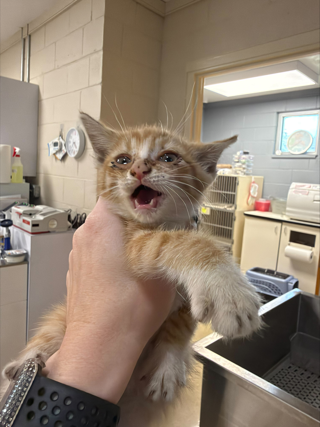 Shelter Stray Female Cat last seen Midlothian Turnpike, North Chesterfield, VA, 23225, 9300 Public Works Rd, Chesterfield, VA 23832, USA