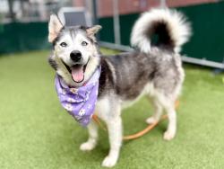 Shelter Stray Female Dog last seen Apt 9E,605 Water Street, NEW YORK, NY, 10002, 326 E 110th St, New York, NY 10029, USA
