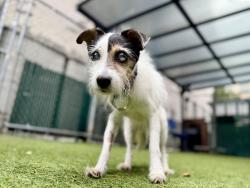 Shelter Stray Female Dog last seen Near Boston Rd Road, BRONX, NY, 10456, 326 E 110th St, New York, NY 10029, USA