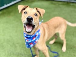 Shelter Stray Male Dog last seen Near Melrose Avenue, BRONX, NY, 10451, 326 E 110th St, New York, NY 10029, USA