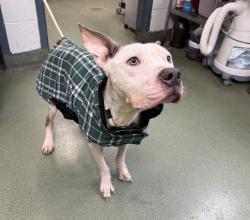 Shelter Stray Male Dog last seen Near Bristol Street, BROOKLYN, NY, 11212, 326 E 110th St, New York, NY 10029, USA