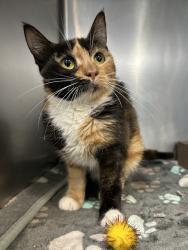 Shelter Stray Female Cat last seen Near Fort Independence Street, BRONX, NY, 10463, 326 E 110th St, New York, NY 10029, USA