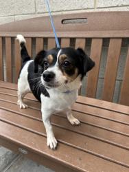 Shelter Stray Female Dog last seen Near 2nd Avenue, Manhattan, NY, 10065, 326 E 110th St, New York, NY 10029, USA