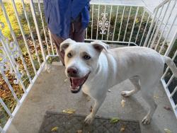 Reunited Female Dog last seen Crescent Ln and 12th St by John Adam’s School, Rochester, MN 55901
