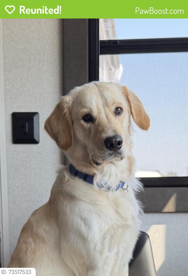 Reunited Female Dog last seen Rufe Snow & Canterbury Ln near Bear Creek, Keller, TX 76248