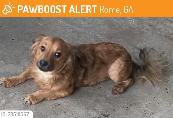 Found/Stray Male Dog last seen East Rome Walmart, Rome, GA 30161