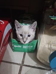 Lost Male Cat last seen 15th st beacher and grant, Milwaukee, WI 53215