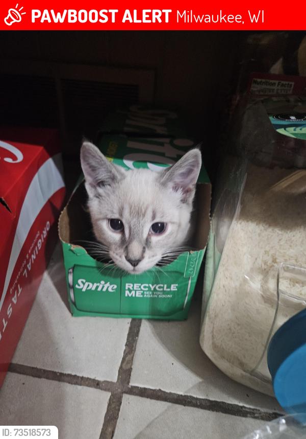 Lost Male Cat last seen 15th st beacher and grant, Milwaukee, WI 53215